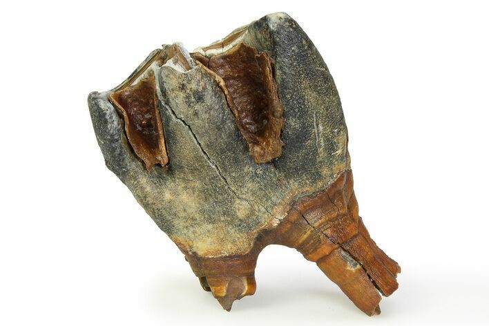Fossil Woolly Rhino (Coelodonta) Tooth - Siberia #350944